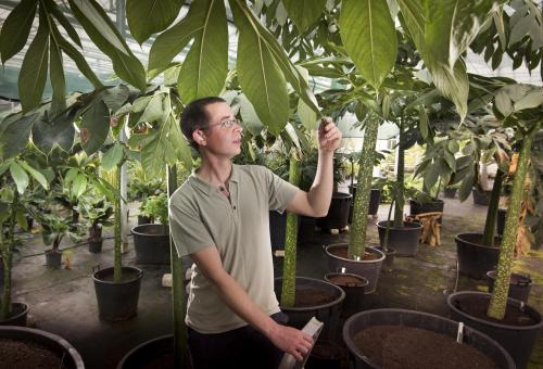 Horticulturalist with dozens of titan arum plants in Eden's nursery